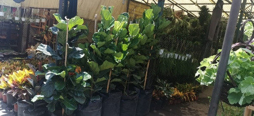 Ficus Pandurata 1.70 M