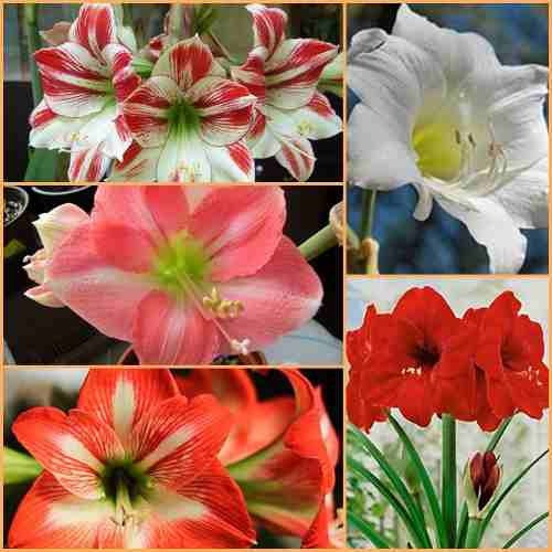 50 Sementes Flores Amarilis Flor Mudas + Brinde | Parcelamento sem juros