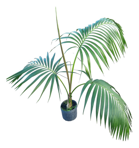 Palmera Kentia. 