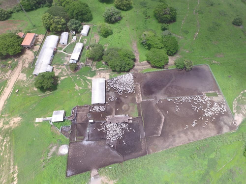 Imagen 16 de 20 de Hato En Edo. Guárico De Ganado Cebú En Venta