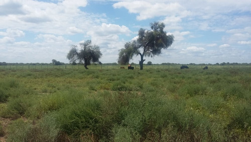 Imagen 11 de 30 de Se Vende Campo En Cordoba Listo Para Trabajarlo