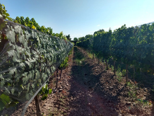 Imagen 2 de 13 de 3,9 Has En Excelente Estado. Maipú, Mendoza