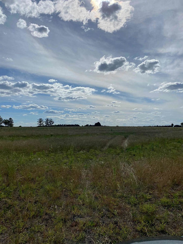 Imagen 3 de 3 de Rocamora Entre Ríos Campo Sobre Asfalto Sobre Ruta 39