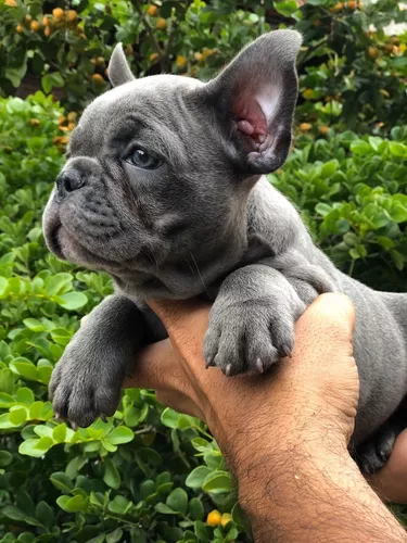 Cachorro Bulldog Frances Color Blue Gris Azul Cali Colombia