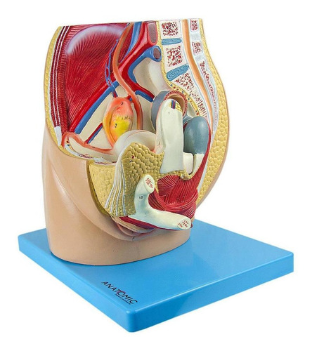 Pelve Feminina Em 2 Partes, Anatomia