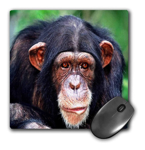 3drose Llc 8 x 8 x 0.25 casi Humanos Chimpancé Mouse Pad 