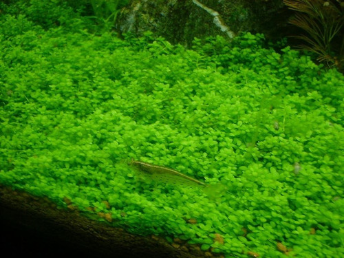 Plantas Acuáticas Para Acuario Cuba (tapizante) Aquascaping