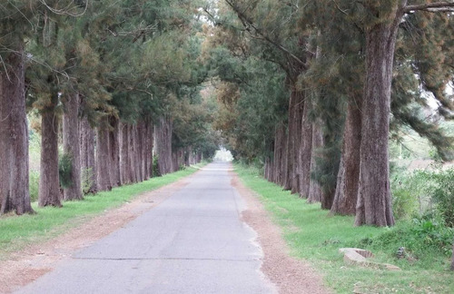 Terreno En Venta En Abasto