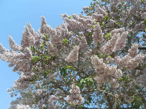 Imagem 4 de 7 de 300 Sementes Frescas Kiri Paulownia Tomentosa Princess Tree