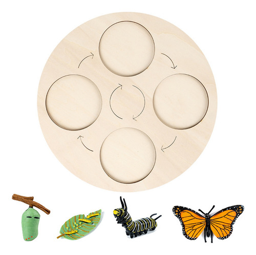 New Butterfly Life Cycle Board Set Lifestyle Stages Kids Tea