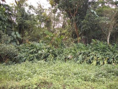Terreno De Chácara À 1km Da Rodovia (mx)