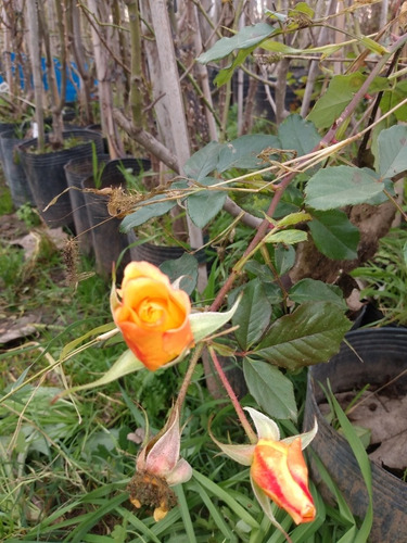 Rosal Polyantha (floribunda) Amarillo (mac. 4 Lts) -