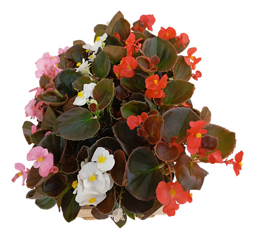 Kit 10 Mudas Begonia Cerosa - Folha Bronze - Cores Sortidas