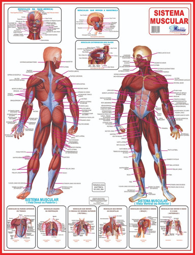 Sistema Muscular Do Corpo Humano 120 X 90 Cm