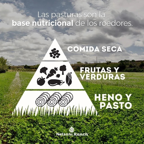 Imagen 6 de 7 de Alfalfa En Pellets Conejo Cobayo Hamster 500gr Nelsoni Ranch