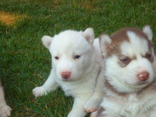 Husky Siberiano Presente Perfeito Para O Dia Dos Namorados 