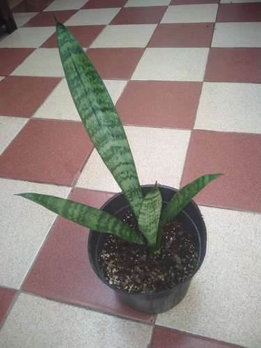 Espada De San Jorge  Sansevieria Thyrsiflora