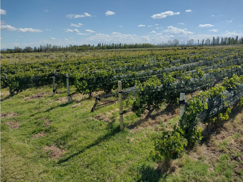Vendo Finca De 20 Hectareas A Tranquera Cerrada San Rafael