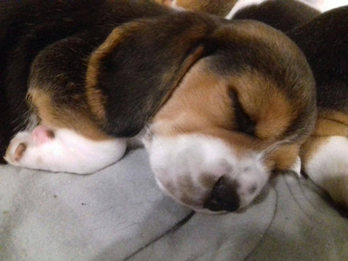 Hermosos Beagle Enanos Padres Inscritos