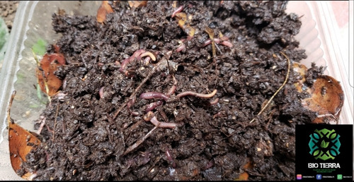 Imagen 3 de 8 de Venta De Lombriz 100% Roja Californiana Para Tu Biohuerto