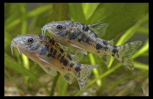 Corydoras O Limpia Fondos 