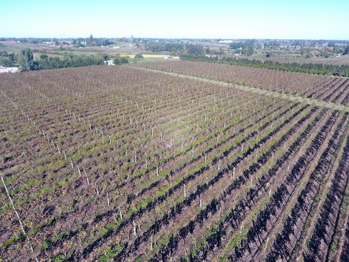 Viñedo En Producción Con Bodeguita En Montevideo