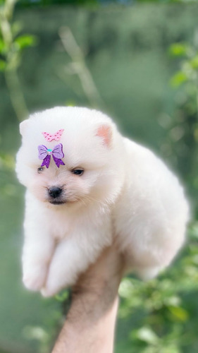 Spitz Alemão Fêmea Laranja