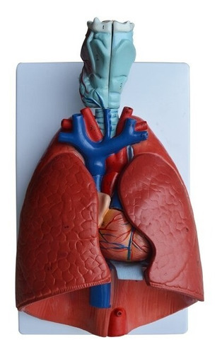 Modelo Anatômico Do Sistema Respiratório Em 7 Partes | Parcelamento sem  juros