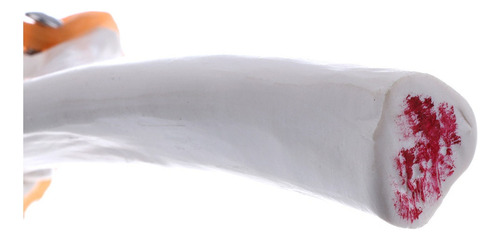 1: 1 Tamaño Natural Modelo Anatómico De Ligamento De Codo