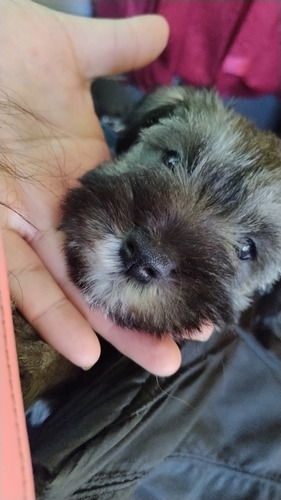 Bellos Cachorros Schnauzer 