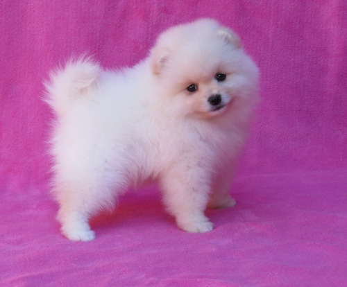 Filhote Spitz Alemão Anão Femea Lulu Da Pomerania Spitiz