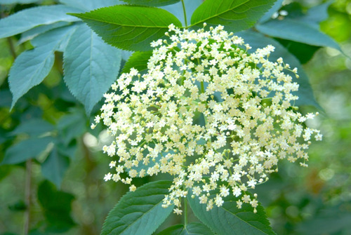 Sabugueiro - Elderberry - Lindas Mudas !!!