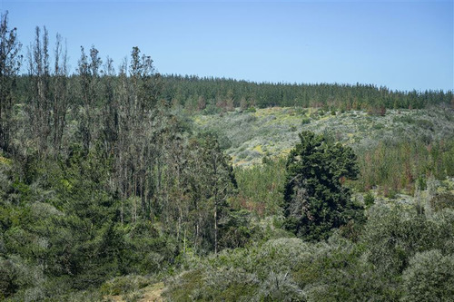Parcelas En Algarrobo Terrenos De 5 Hectáreas Rol Propio