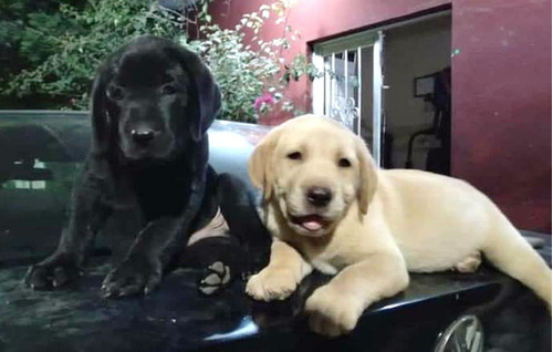 Cachorros Labrador Retriever Padres De Pedigree