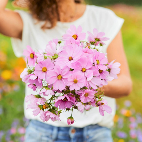 Sementes De Cosmos Pinkie - Cosmos Bipinnatus - Flor Apicola