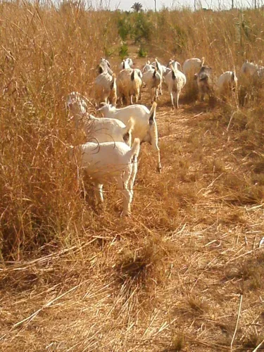 comprar Capim Andropogon Agropolo Sequeiro Seca Estiagem 8kg Semente