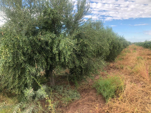 Imagen 5 de 5 de Finca En Venta, El Borbollon, Mendoza.