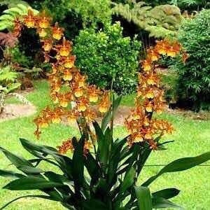 Orquidea Odontocidium Catatante Planta Adulta | MercadoLivre 📦