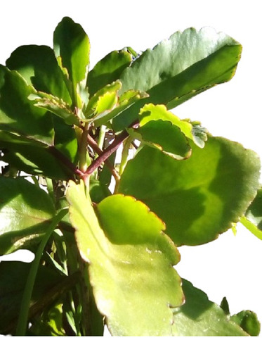 Vivero Cielo Verde Organico. Kalanchoe Pinnata 