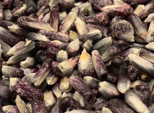 Semillas De Maiz Chuspillo Morado Organicas Para Cultivo