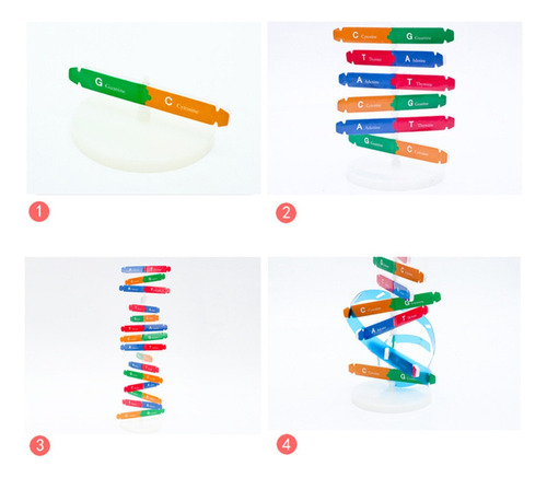 Juguete Modelo De Adn Para Niños Estructura De Adn Rompecabe