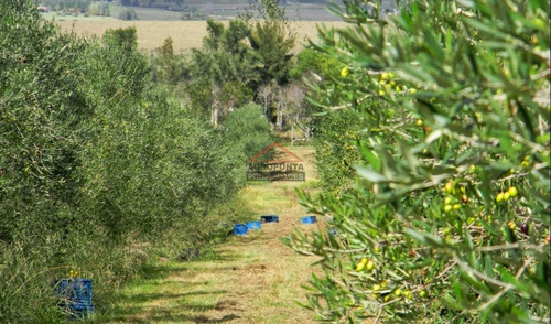 Campo En Venta 96hec- Ref: 5690