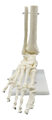 Esqueleto Humano 1:1 Modelo De Anatomía Del Pie Y Tobillo Mo