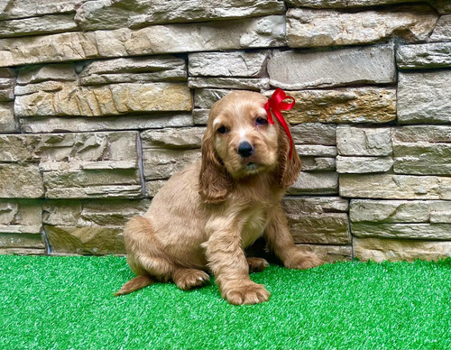 Cachorros Cocker Spaniel 