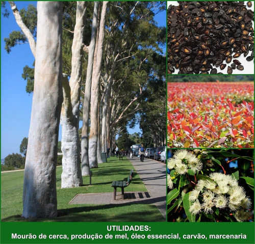 500 Sementes De Eucalipto Citriodora Cheiroso 