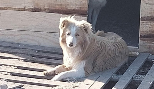 Imagen 5 de 9 de Cachorros Border Collie