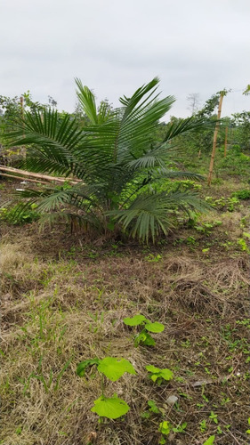 Imagen 8 de 13 de De Oportunidad Finca De 11.54 Has Con Palma Africana