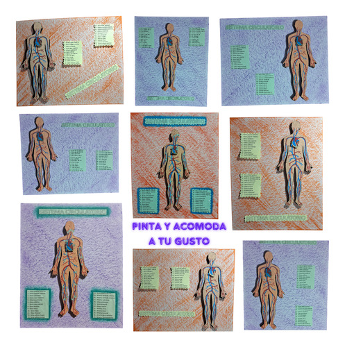 Maqueta Para Armar Del Sistema Circulatorio