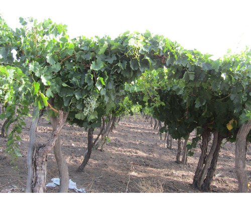 Vendo Finca Productiva Ruta 143 San Rafael Mendoza