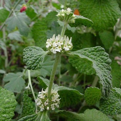 Semillas De Malva Rubia Medicinal X 20 Unid. 